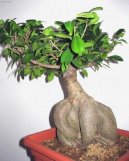 :  > Fkovnk (Ficus Retusa)