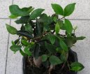 Pokojov rostliny: Penosn rostliny > Fikus (Ficus)