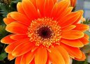 Gerbera