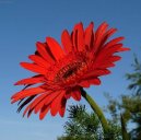 Fotky: Gerbera (foto, obrazky)