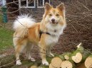 Psí plemena: Severská > Islandský pes (Iselandsk Farehond / Icelandic sheepdog)