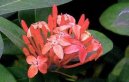 Fotky: Ixora arlatov (foto, obrazky)