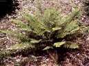 Pokojov rostliny:  > Kapradina bodlinat (Polystichum)