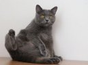 Koky:  > Kartouzsk koka, artrz (Chartreux Cat)