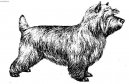 Psí plemena:  > Kern Terier (Cairn Terrier)