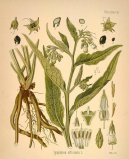 :  > Kostival Lkask (Symphytum officinale L)