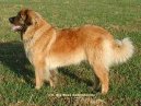 Leonberger