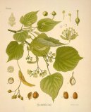 :  > Lpa Evropsk (Tilia europaea)