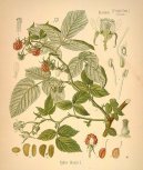 :  > Maliník Obecný (Rubus idaeus L.)
