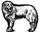 Maremmansko-abruzsk pasteveck pes