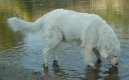 :  > Maremmansko-abruzský pastevecký pes (Maremma and Abruzzes Sheepdog)