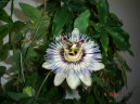 Pokojov rostliny:  > Muenka (Passiflora caerulea)