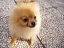 Ps plemena:  > Nmeck pic trpasli (Deutscher spitz - Zwerspitz, German Spitz - Pomeranian)