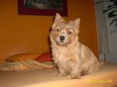 :  > Norwich terier (Norwich Terrier)