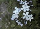 Pokojov rostliny:  > Olovnec oukat (Plumbago auriculata)