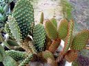 Pokojov rostliny:  > Opuncie (Opuntia)