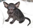 Koky:  > Orientln kratkosrst koka (Oriental Shorthair Cat)