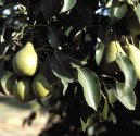 Pokojov rostliny: Pstitelsk rady > Ovocn stromy (Oechy, Broskve, hruky, Mandle, Jablka, Ten, Trnky, Rakytnk)