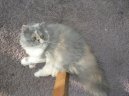 Koky:  > Persk koka (Persian Cat)