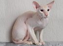 Koky:  > Peterbald (Peterbald (Petersburg Sphynx) Cat)
