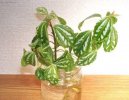 Pilea