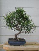 Podocarpus