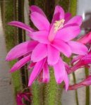 Pokojov rostliny: Kvetouc > Aporocactus (Aporocactus flagelliformis)