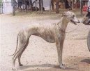 Psí plemena:  > Rampurský chrt (Rampur Greyhound)