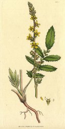 Pokojov rostliny:  > epk Lkask (Agrimonia eupatoria)