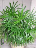 Pokojov rostliny:  > Rhapis, palmenka nzk (Rhapis)
