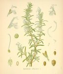 Pokojov rostliny:  > Rozmarna Lkask (Rosmarinus officinalis)