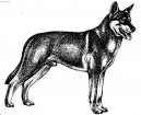 Psí plemena:  > Saarlosův vlčák (Saarloswolfhond)
