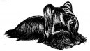 Psí plemena:  > Skye teriér (Skye Terrier)