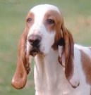 :  > panlsk sabueso (Spanish Hound)