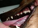 Psí plemena:  > Stomatologie - zubní výplně (Veterinární zákroky)