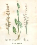 Pokojov rostliny:  > ovk Kysel (Rumex acetosa L.)