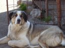 Psí plemena:  > Středoasijský pastevecký pes (Central Asia Shepherd Dog)