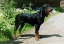 :  > vcarsk mal honi (Schweizer Niederlaufhunde)