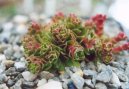 :  > Tlustice (Crassula)