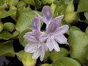 Vodn hyacint