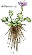 Pokojov rostliny:  > Vodn hyacint (Eichhornia crassipes)