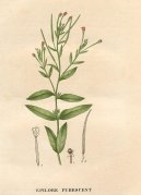 Pokojov rostliny:  > Vrbovka malokvt (Epilobium parviflorum Schreb)