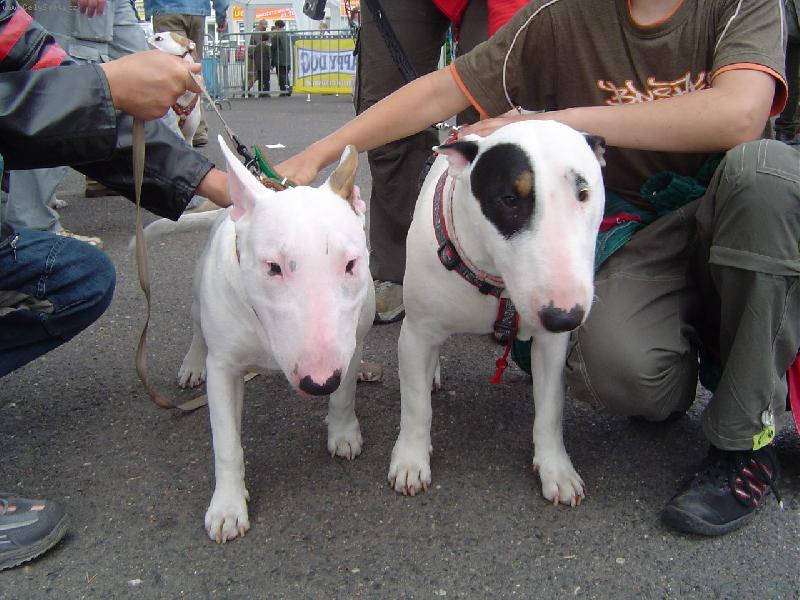 Foto: Bullterier-Na�e pusinky Tim a Darek