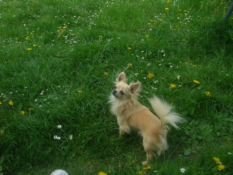 Foto: Fil�pek-Fil�pek