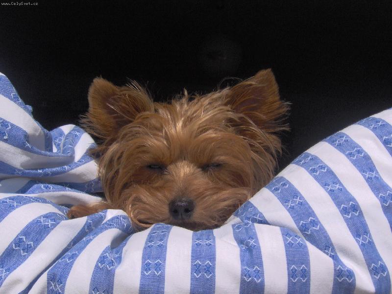 Foto: Lebed�n� v ok�nku na chaloupce m�m moc r�da