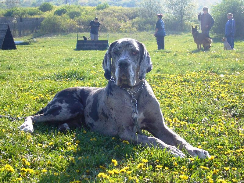 Foto: Ambra-Ambra na cvi��ku