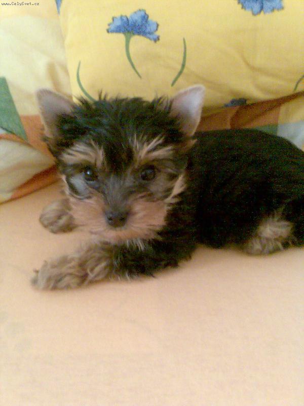 Foto: Jessinka-Jessinka jako �t�n�tko