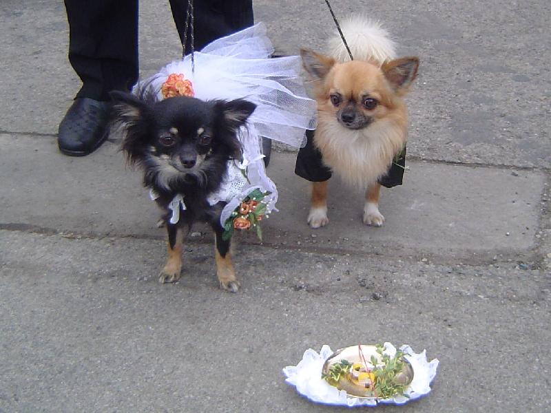 Foto: �esk� tradice-masopust-svatba romsk� nev�sty