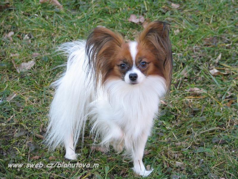 Foto: Eset porubsk� kv�t