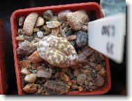 Lithops